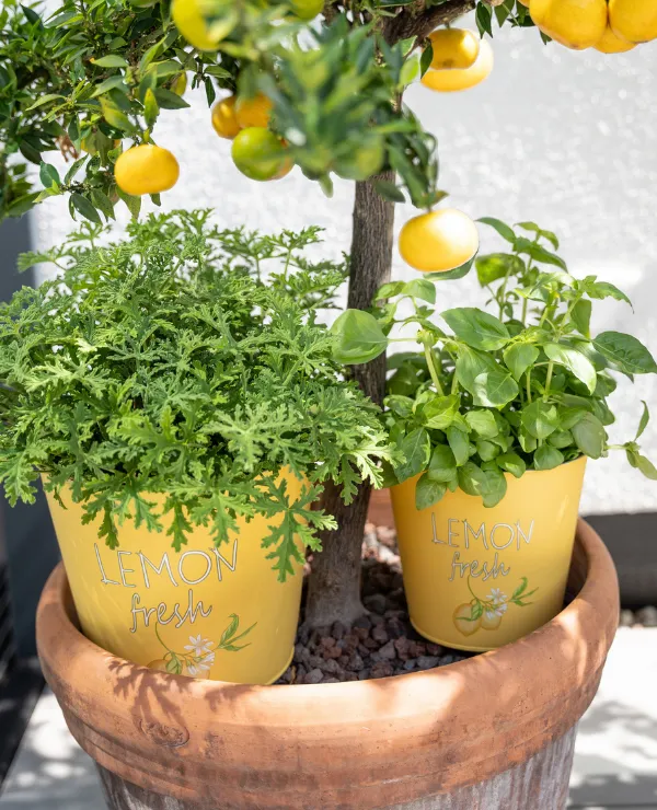 Merken_KunstgewerbeGehlmann_tuindecoratie_potten