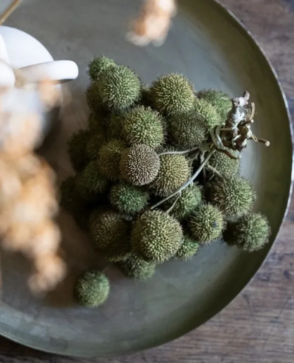 Merken_Couronne_Droogbloemen