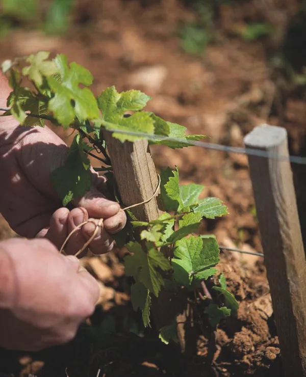 Merken_WinespecialsByWineboutique_druiven