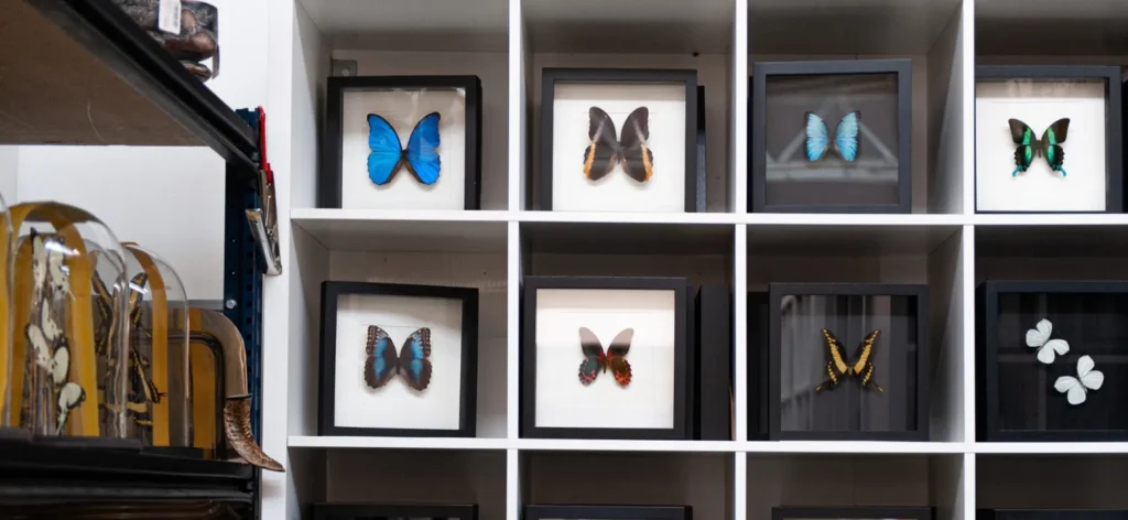 Merken_Vlinderwereld_Algemeen_Vlinder_3