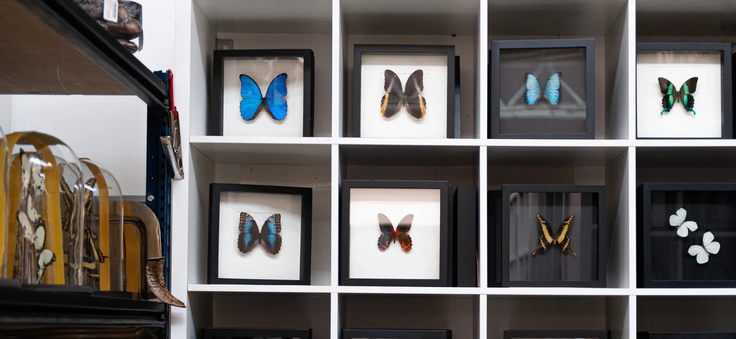 Marques_MondePapillons_General_Papillon_3