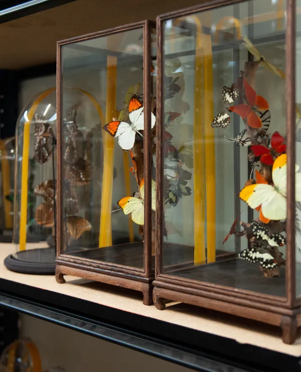 Merken_Vlinderwereld_Algemeen_Vlinder_1