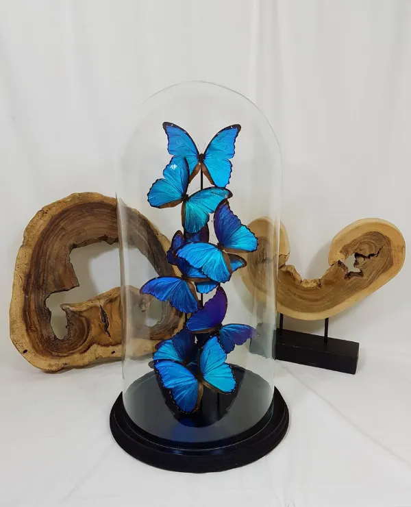 Merken_Vlinderwereld_Algemeen_Vlinder_2