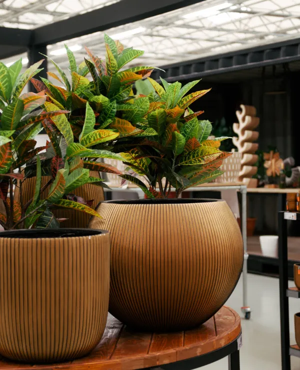 Merken_CapiEurope_Algemeen_2