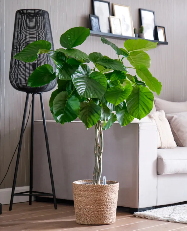 Merkenpagina_BeautanicLifestyle_slide_2