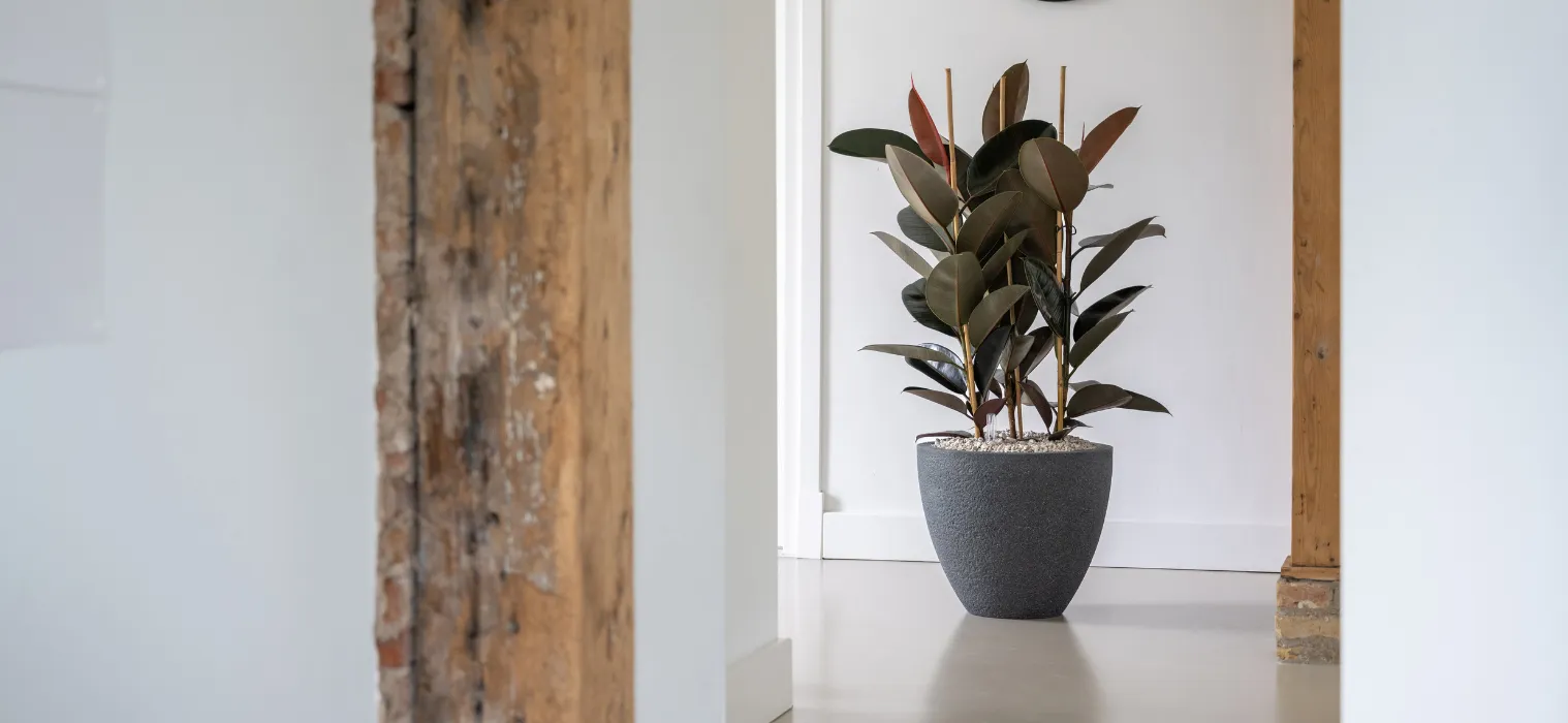 Merkenpagina_beautanicLifestyle_Header