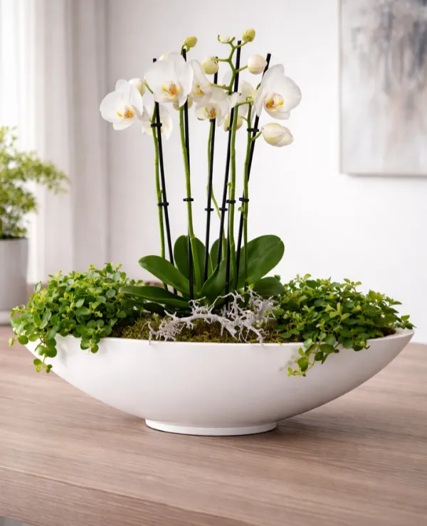 TICA_merken_Jumbo-Wunderland_tweeluik