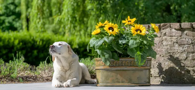 TICA_brands_PassionForPottery_landscape_image-1