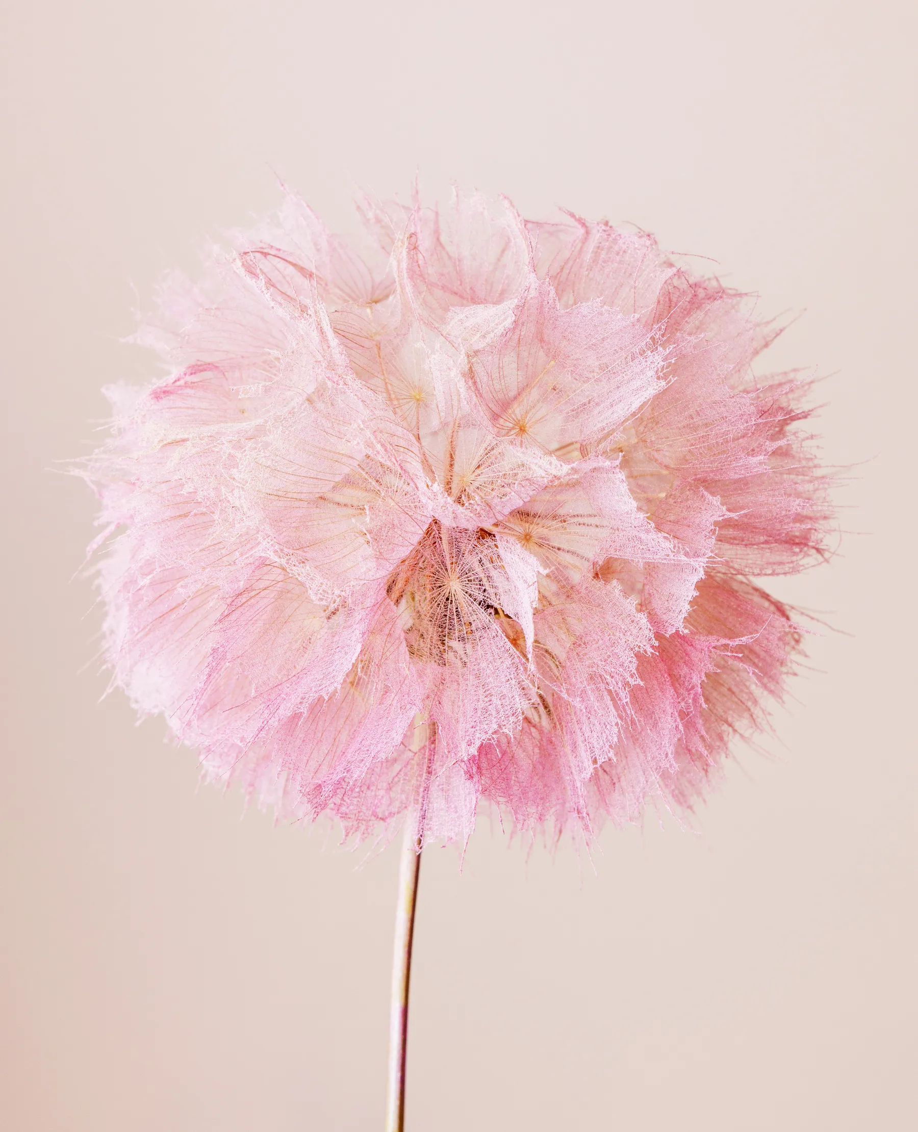 TICA_Blog_bloemisten-assortiment_slider