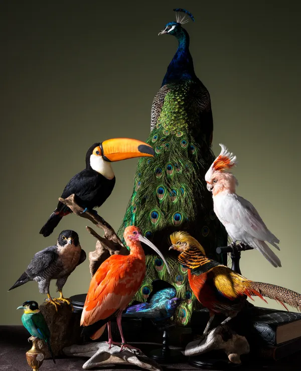 TICA_merken_ByMax_tweeluik