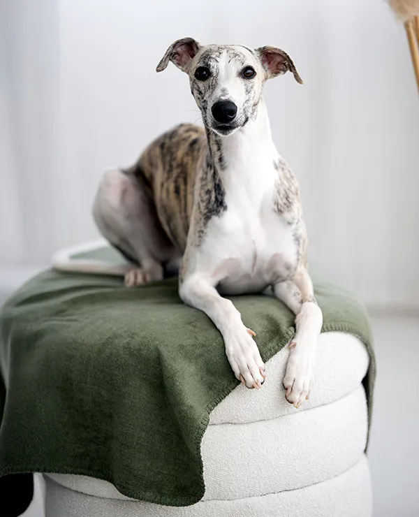 TICA_merken_LABONI_tweeluik2