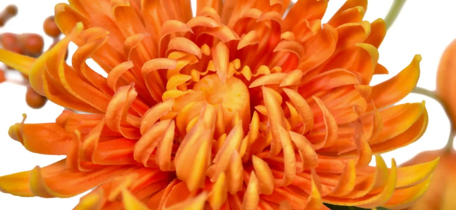 oranje kunstbloem van TICA