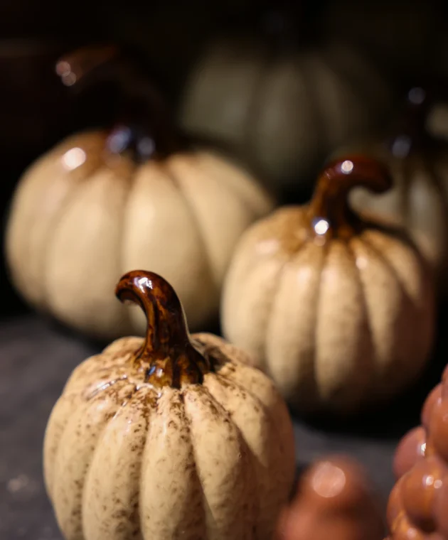 Fall pumpkin collection at TICA Venlo